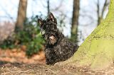 SCOTTISH TERRIER 066
